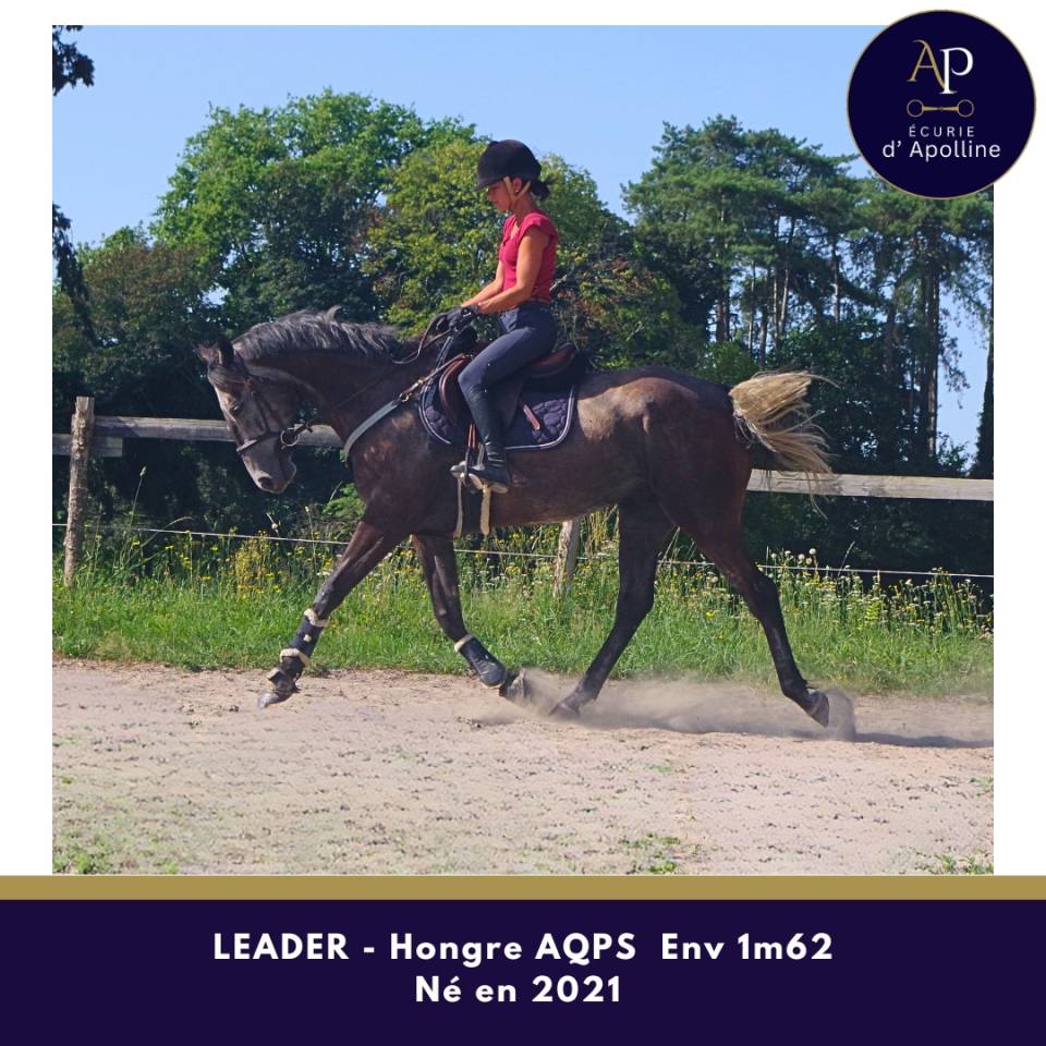 Gelding AQPS For sale 2021 Grey