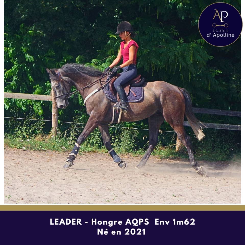 Gelding AQPS For sale 2021 Grey