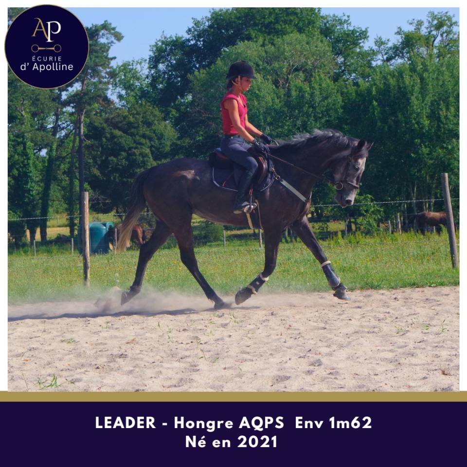 Gelding AQPS For sale 2021 Grey