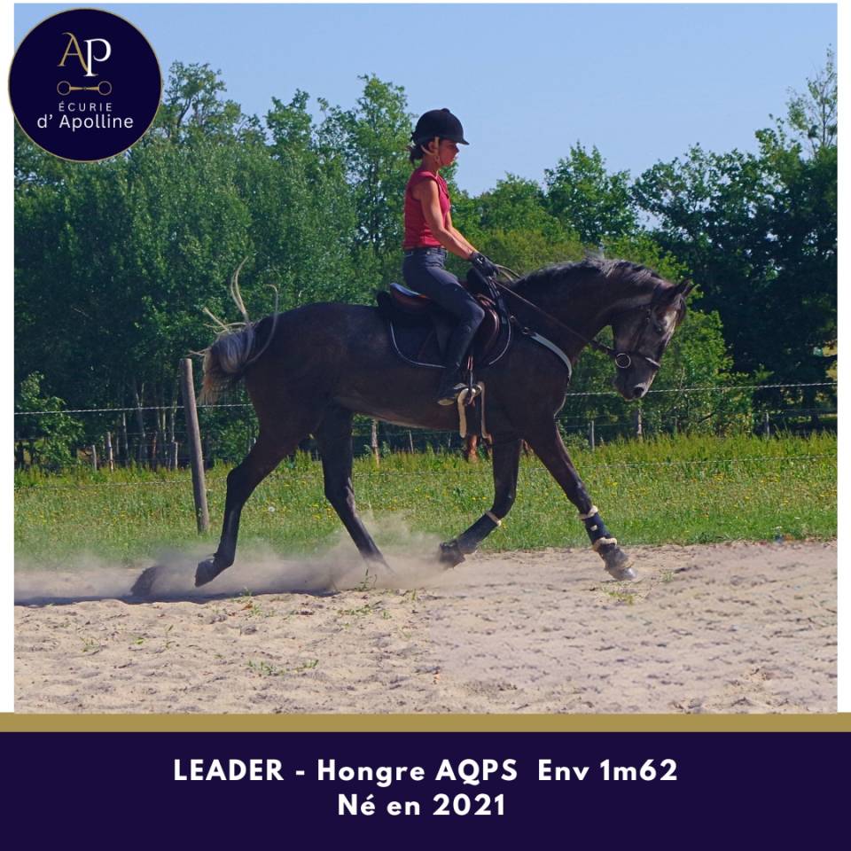Gelding AQPS For sale 2021 Grey