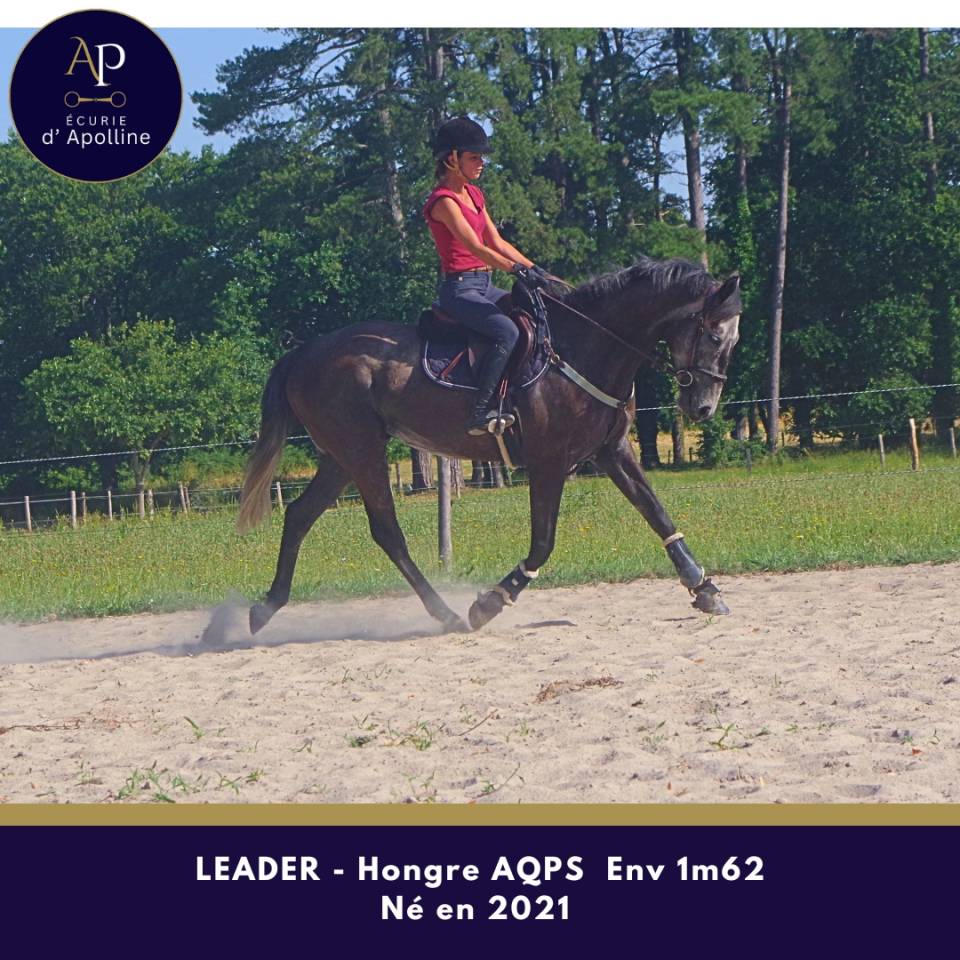 Gelding AQPS For sale 2021 Grey