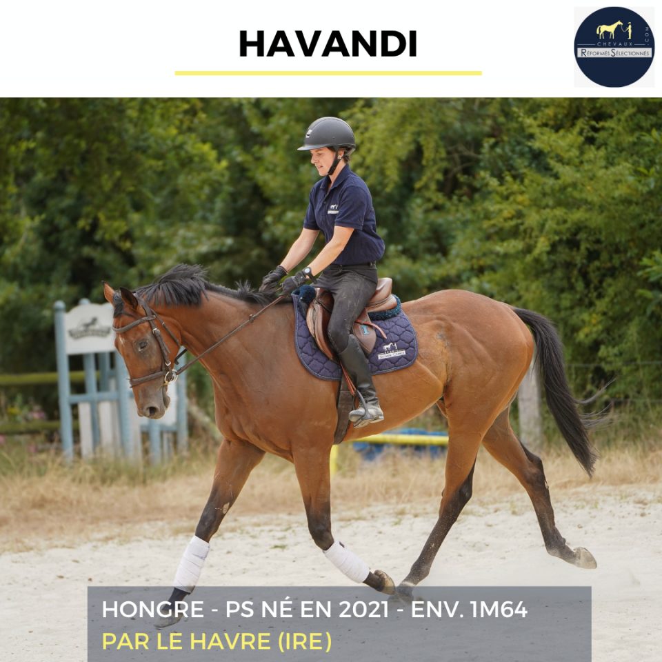 Gelding Thoroughbred For sale 2021 Bay