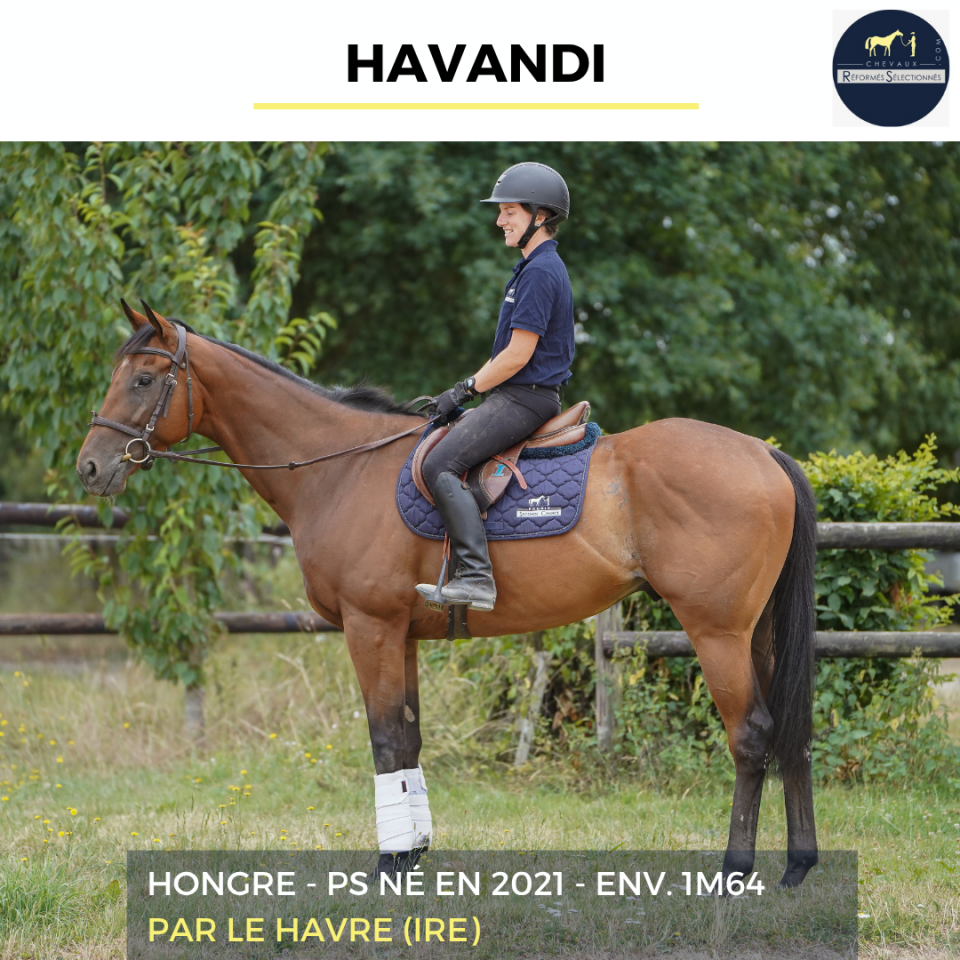 Gelding Thoroughbred For sale 2021 Bay