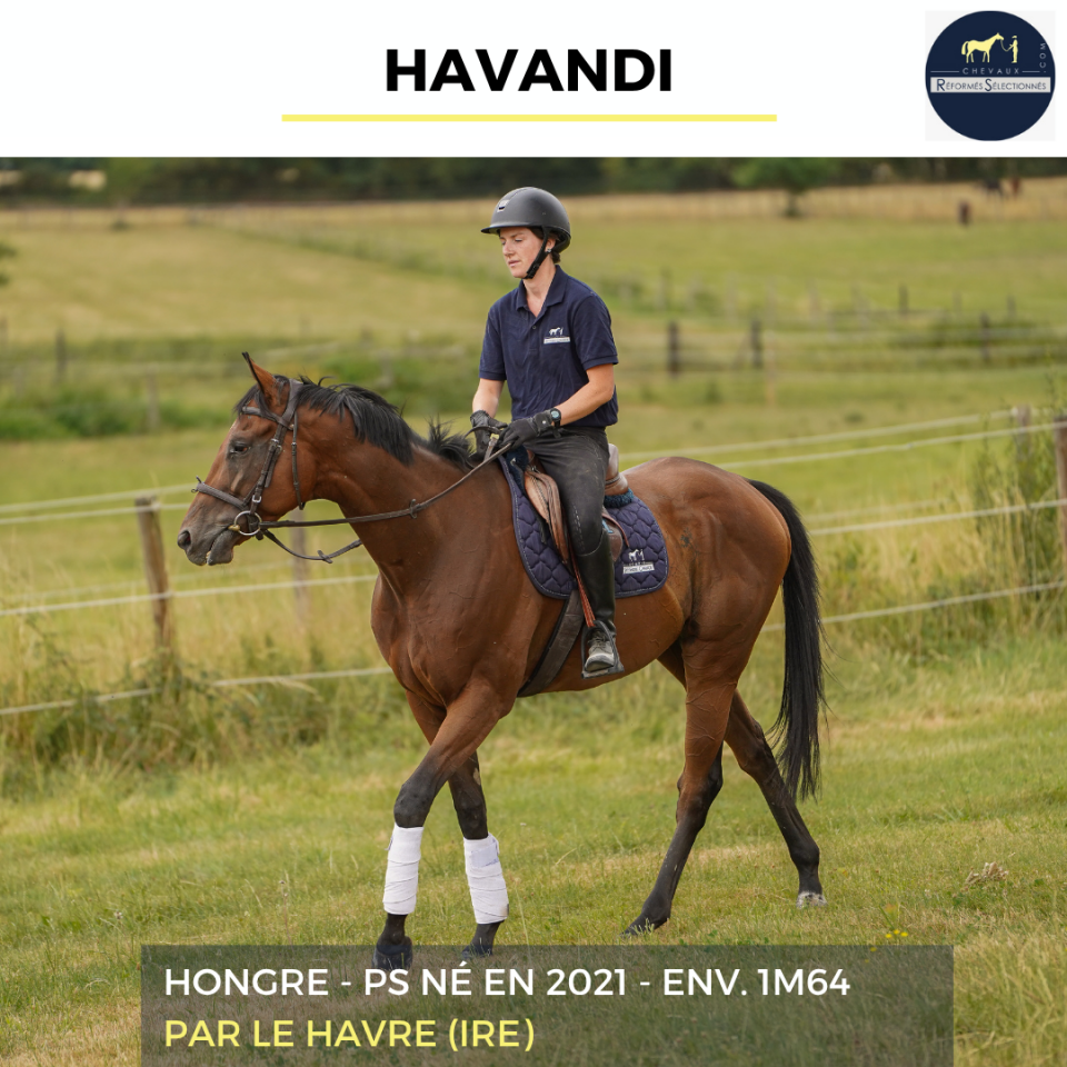 Gelding Thoroughbred For sale 2021 Bay