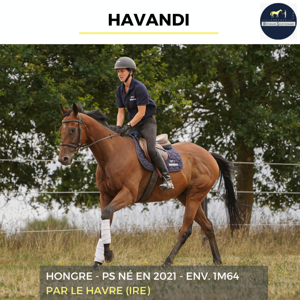 Gelding Thoroughbred For sale 2021 Bay