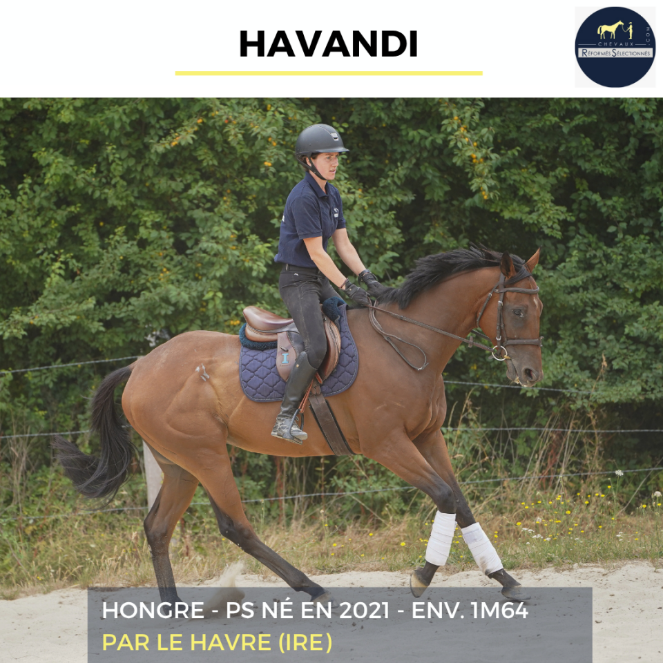 Gelding Thoroughbred For sale 2021 Bay