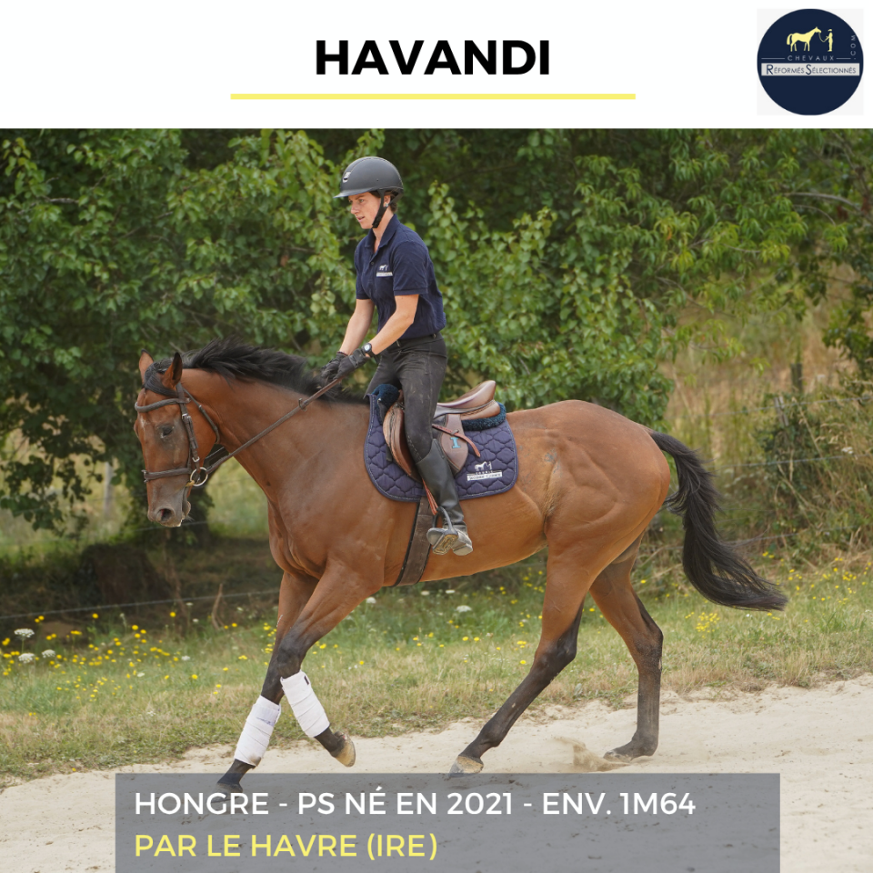 Gelding Thoroughbred For sale 2021 Bay