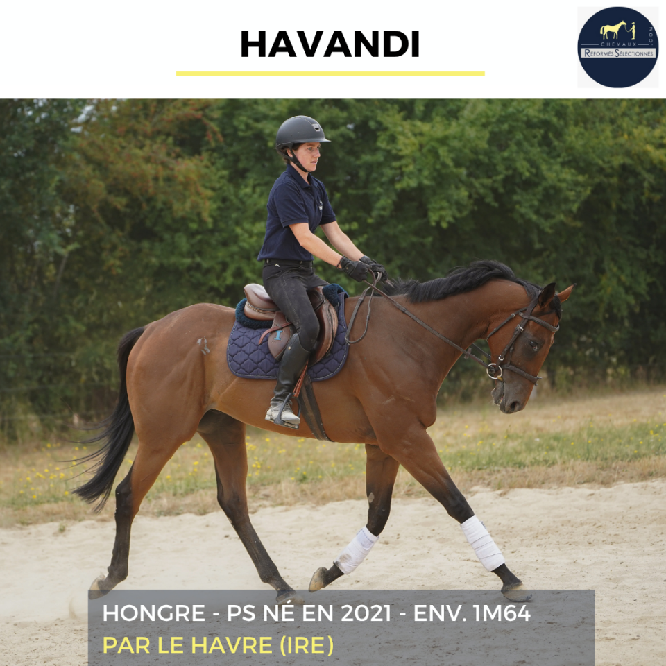 Gelding Thoroughbred For sale 2021 Bay