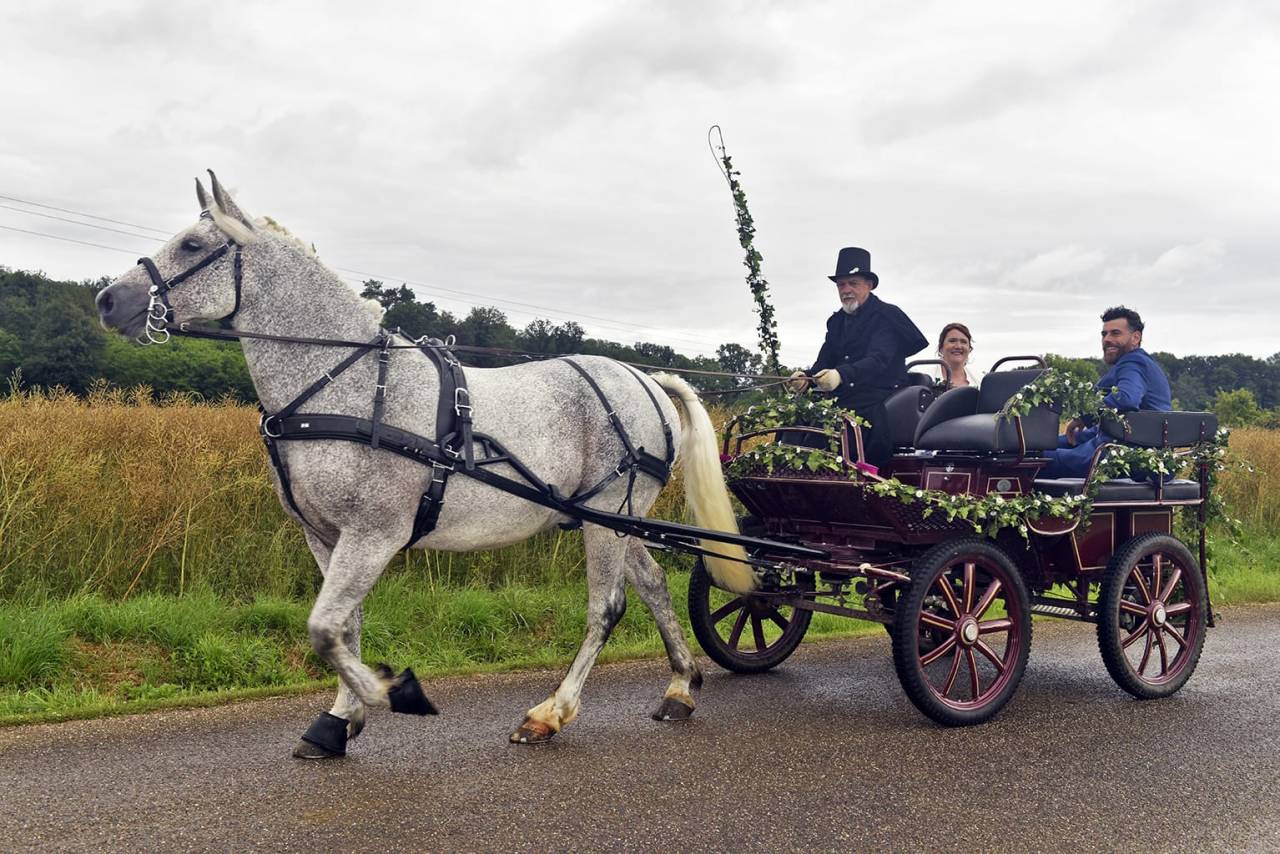 Gelding Other Horse Breed For sale 2009 Grey