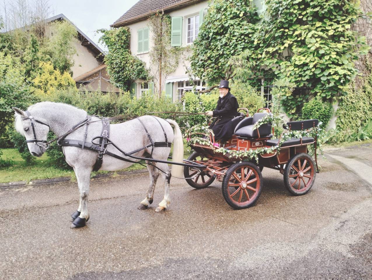 Gelding Other Horse Breed For sale 2009 Grey
