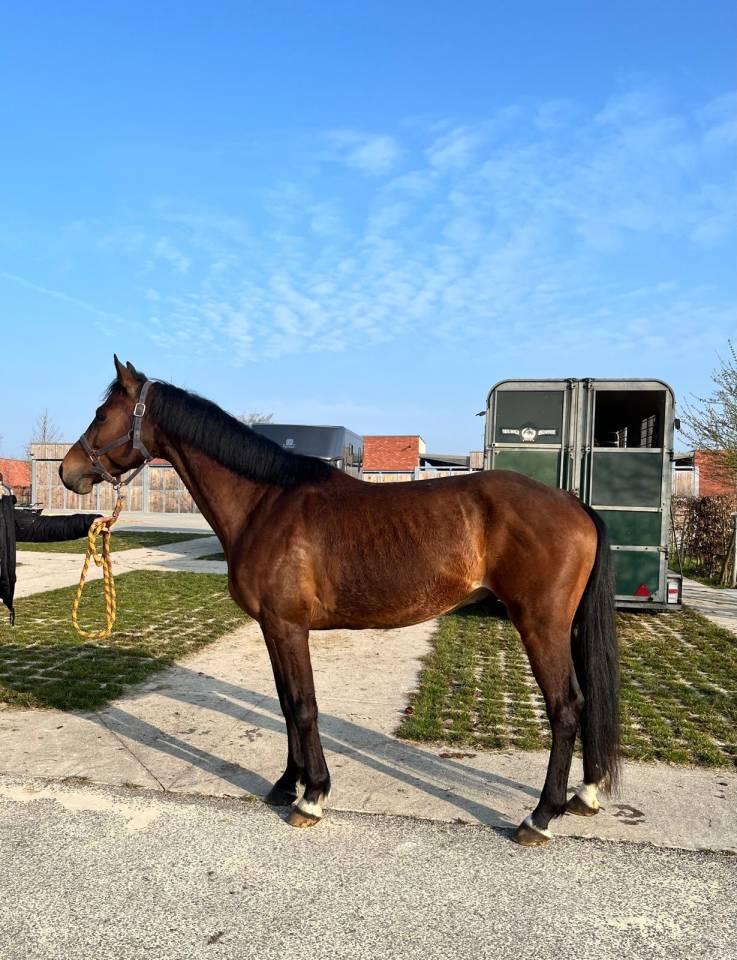 Gelding Zangersheide For sale 2020 Bay