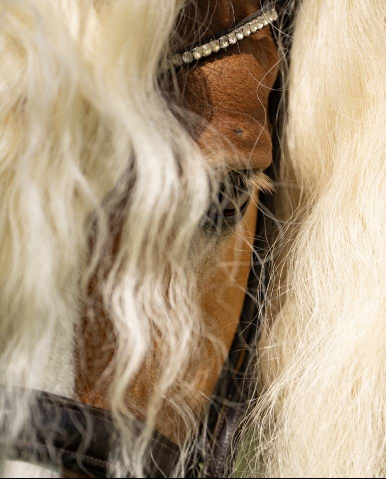 Santa cruz  - Haflinger 2018 by SULTAN