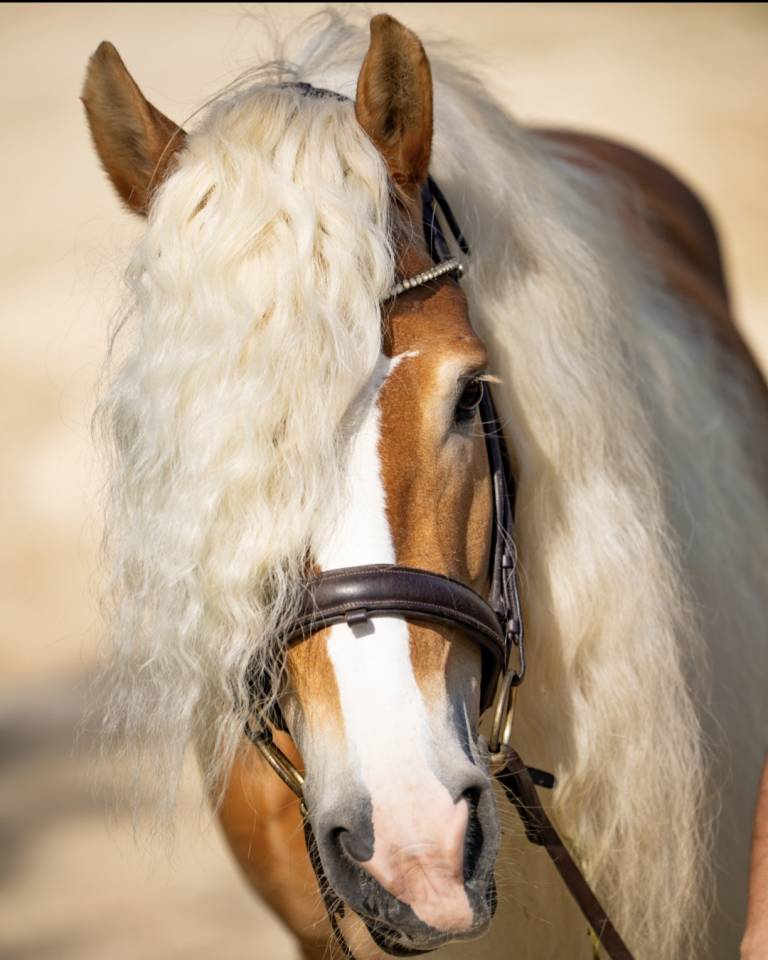 Santa cruz  - Haflinger 2018 by SULTAN