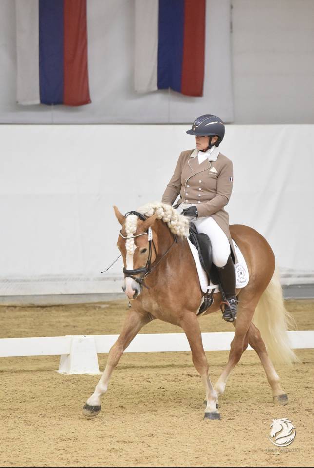 Santa cruz  - Haflinger 2018 by SULTAN