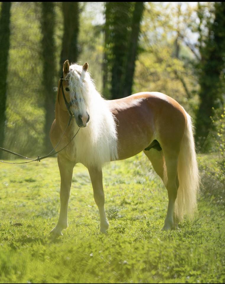 Santa cruz  - Haflinger 2018 by SULTAN