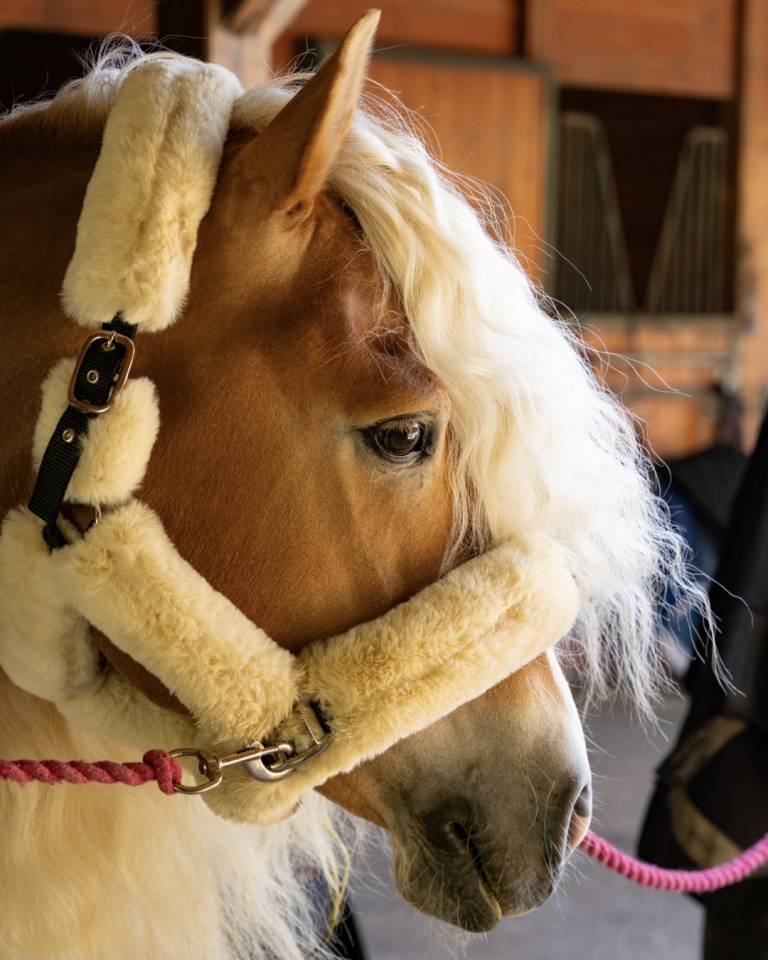 Santa cruz  - Haflinger 2018 by SULTAN