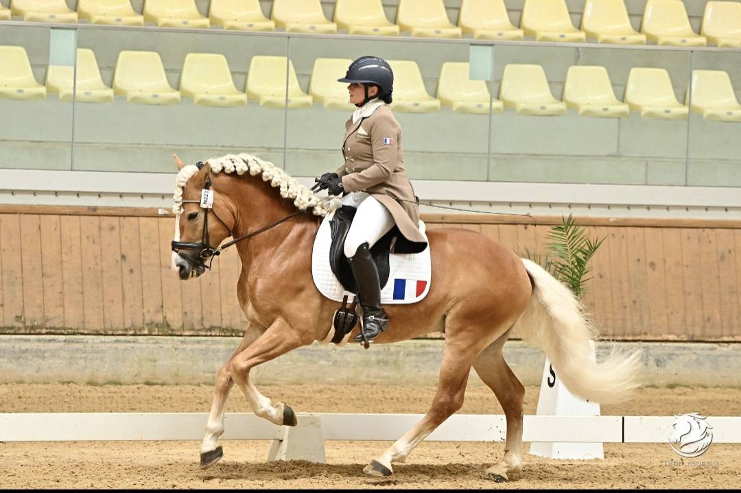 Santa cruz  - Haflinger 2018 by SULTAN