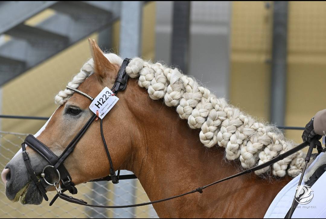 Santa cruz  - Haflinger 2018 by SULTAN