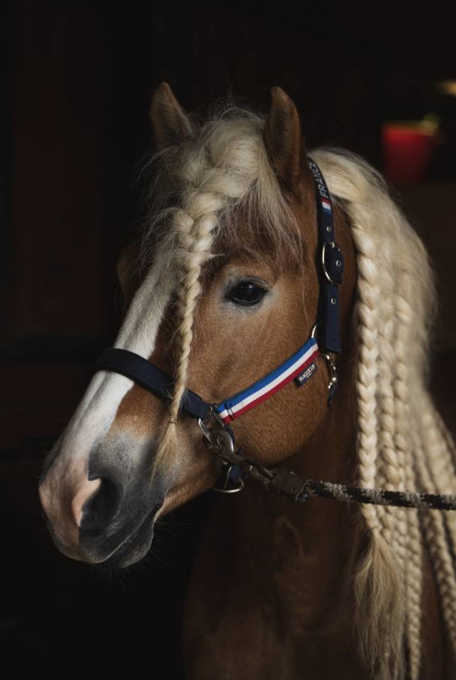 Santa cruz  - Haflinger 2018 by SULTAN