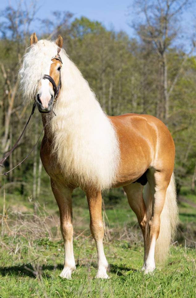 Santa cruz  - Haflinger 2018 by SULTAN