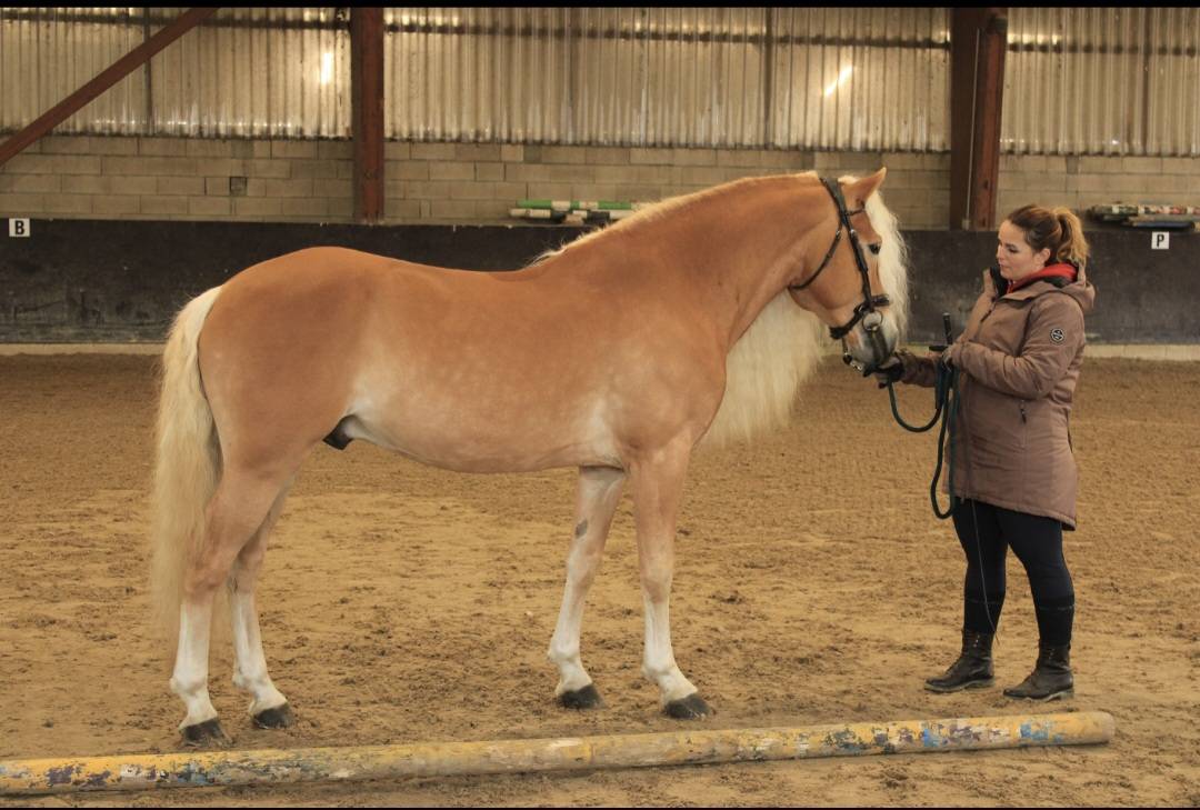 Santa cruz  - Haflinger 2018 by SULTAN