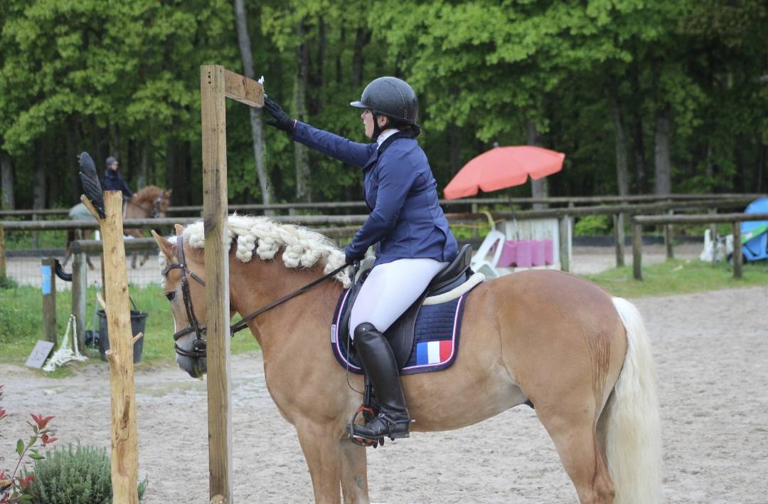Santa cruz  - Haflinger 2018 by SULTAN