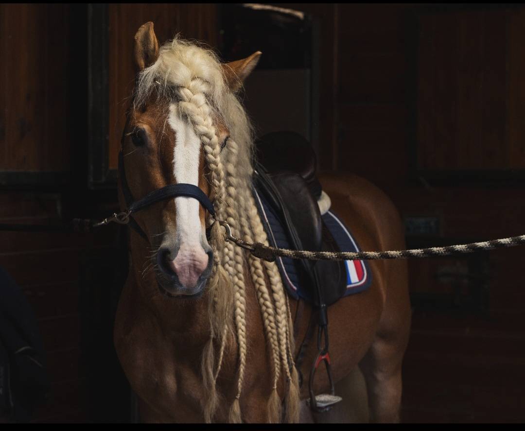 Santa cruz  - Haflinger 2018 by SULTAN