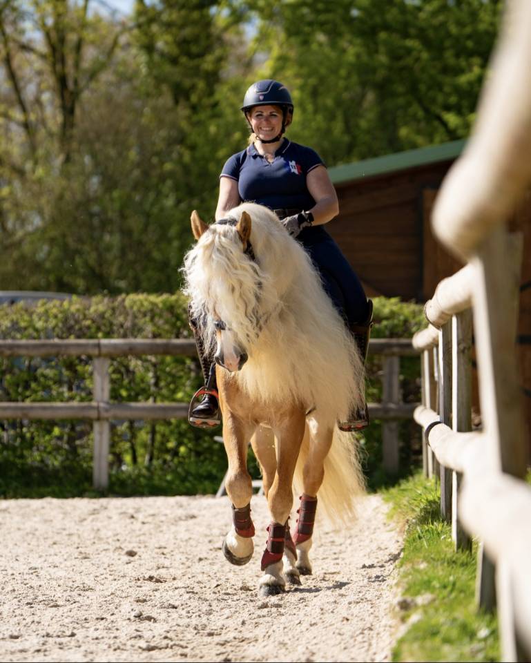 Santa cruz  - Haflinger 2018 by SULTAN