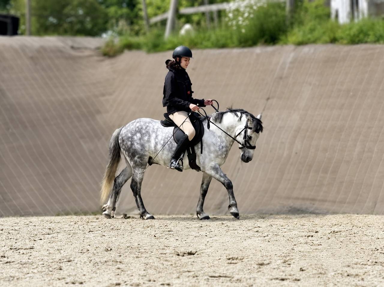 Gelding French Saddle Pony For sale 2016 Grey