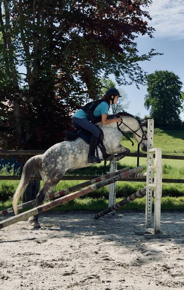 Gelding French Saddle Pony For sale 2016 Grey