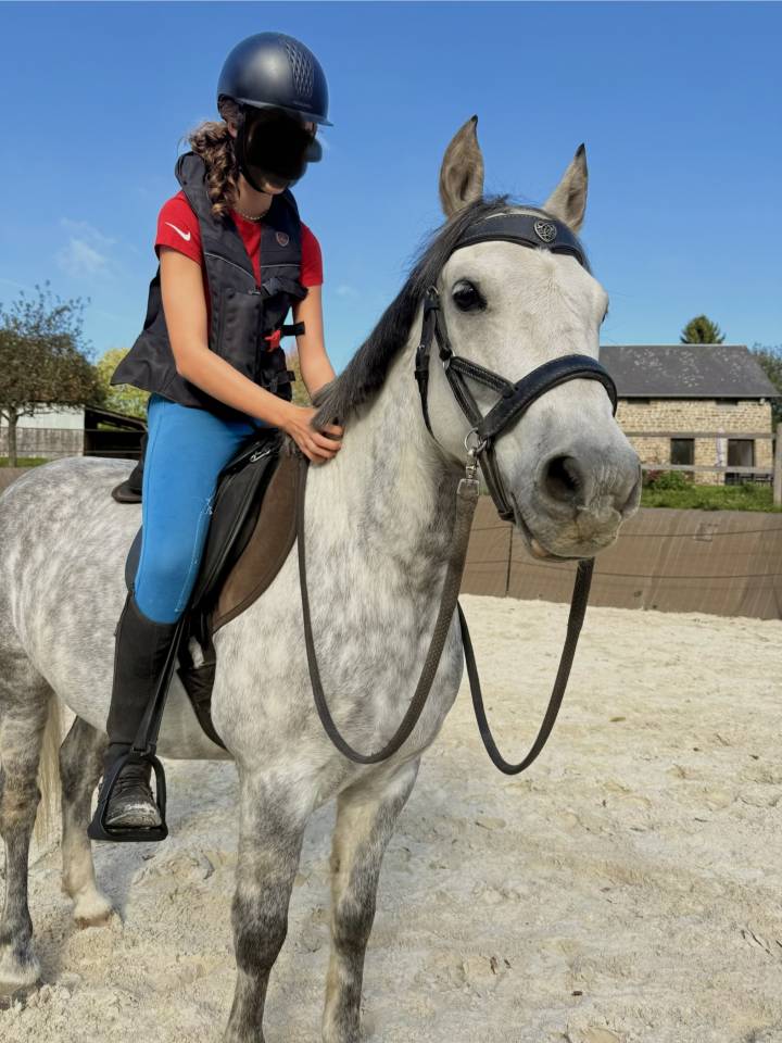 Gelding French Saddle Pony For sale 2016 Grey