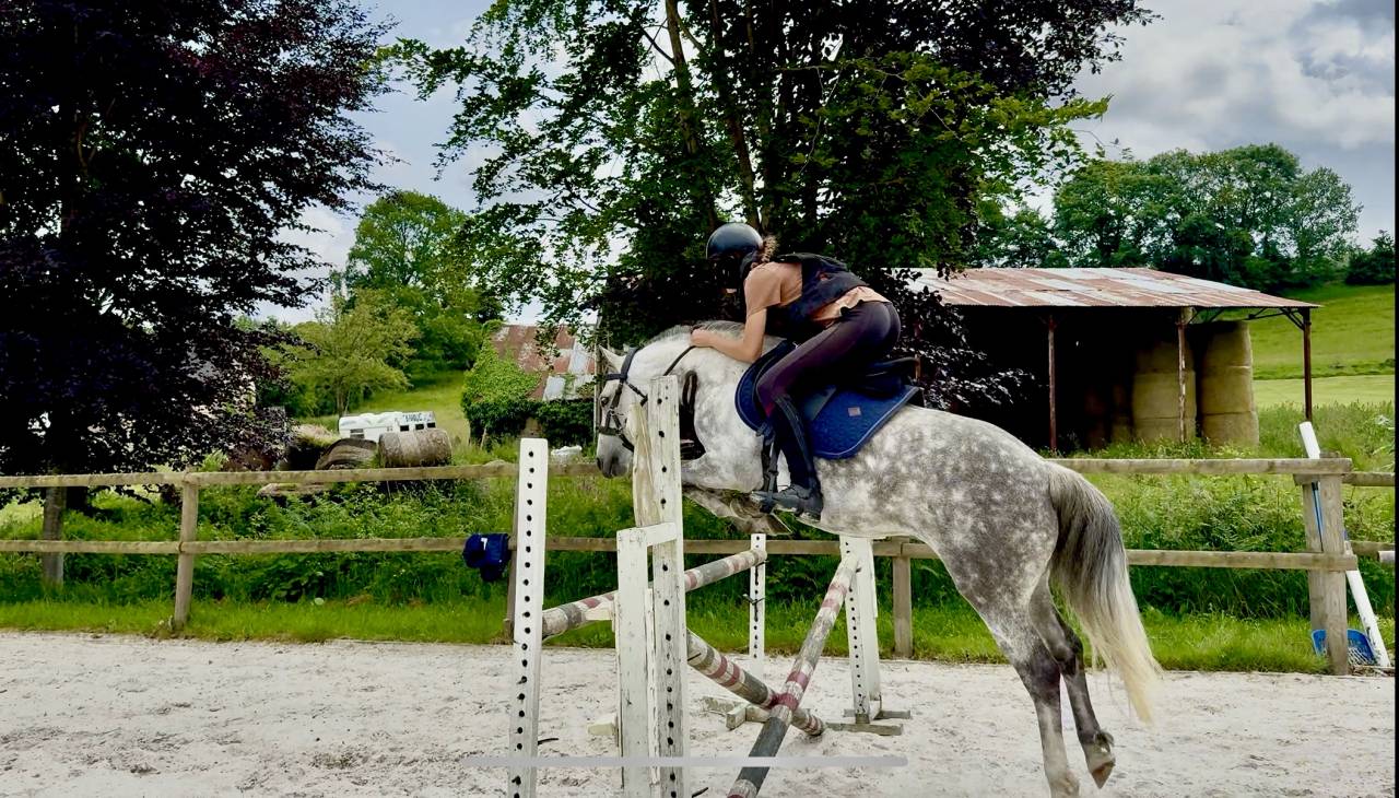 Gelding French Saddle Pony For sale 2016 Grey