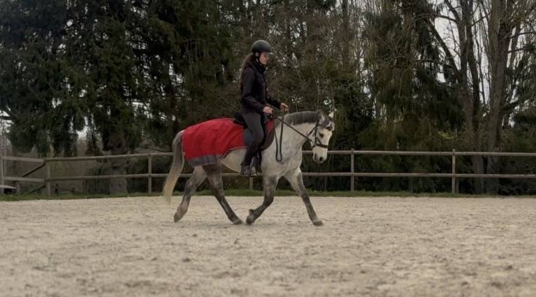 Gelding French Saddle Pony For sale 2016 Grey