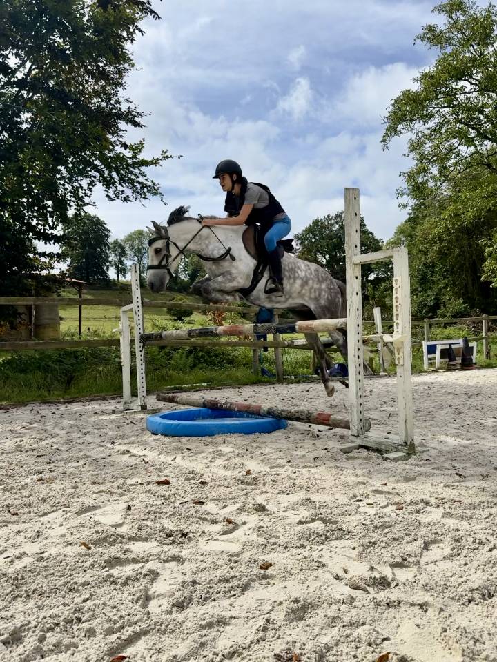 Gelding French Saddle Pony For sale 2016 Grey