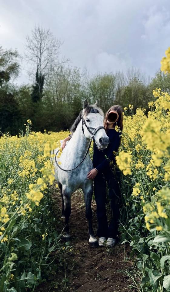 Gelding French Saddle Pony For sale 2016 Grey