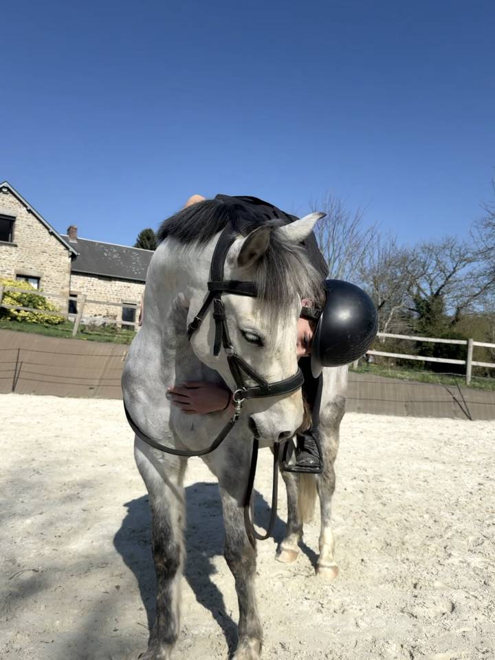 Gelding French Saddle Pony For sale 2016 Grey