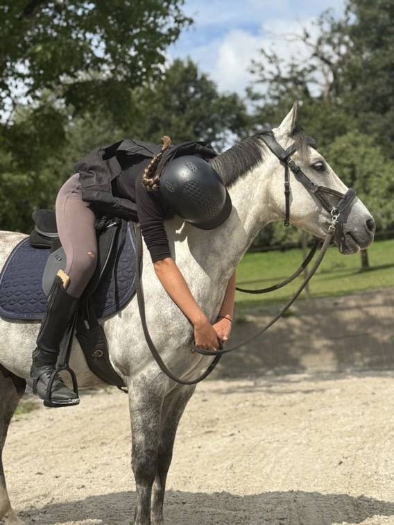 Gelding French Saddle Pony For sale 2016 Grey