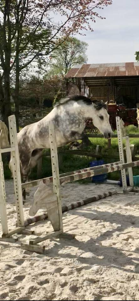 Gelding French Saddle Pony For sale 2016 Grey