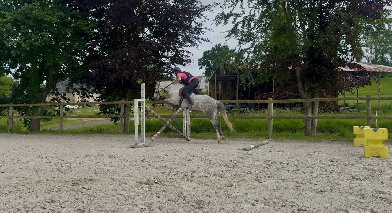 Gelding French Saddle Pony For sale 2016 Grey