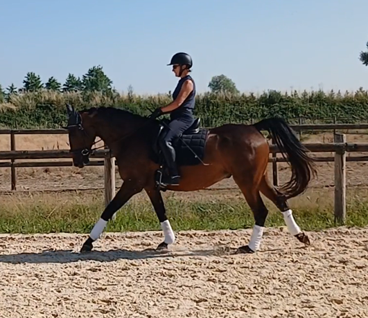 Gelding AES Anglo European Studbook For sale 2017 Bay