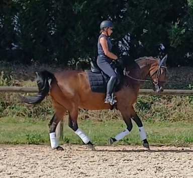 Gelding AES Anglo European Studbook For sale 2017 Bay