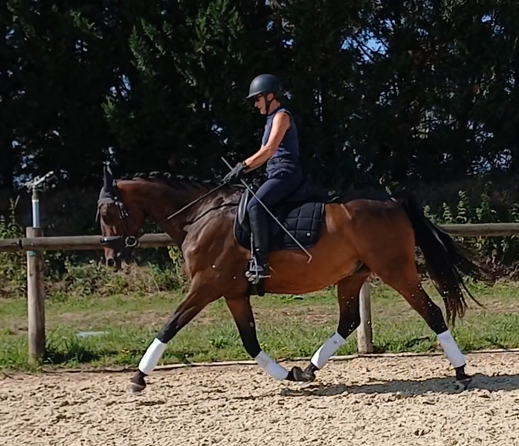 Gelding AES Anglo European Studbook For sale 2017 Bay