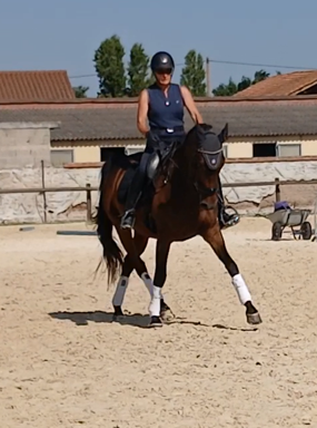 Gelding AES Anglo European Studbook For sale 2017 Bay