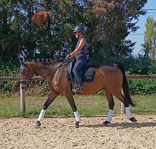Gelding AES Anglo European Studbook For sale 2017 Bay