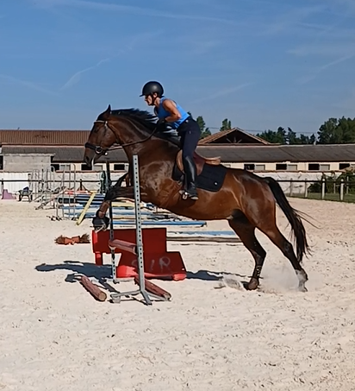 Gelding AES Anglo European Studbook For sale 2017 Bay