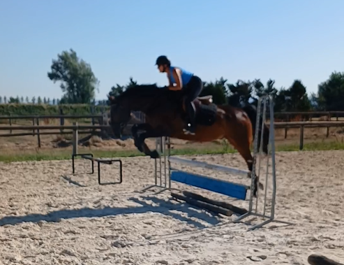 Gelding AES Anglo European Studbook For sale 2017 Bay