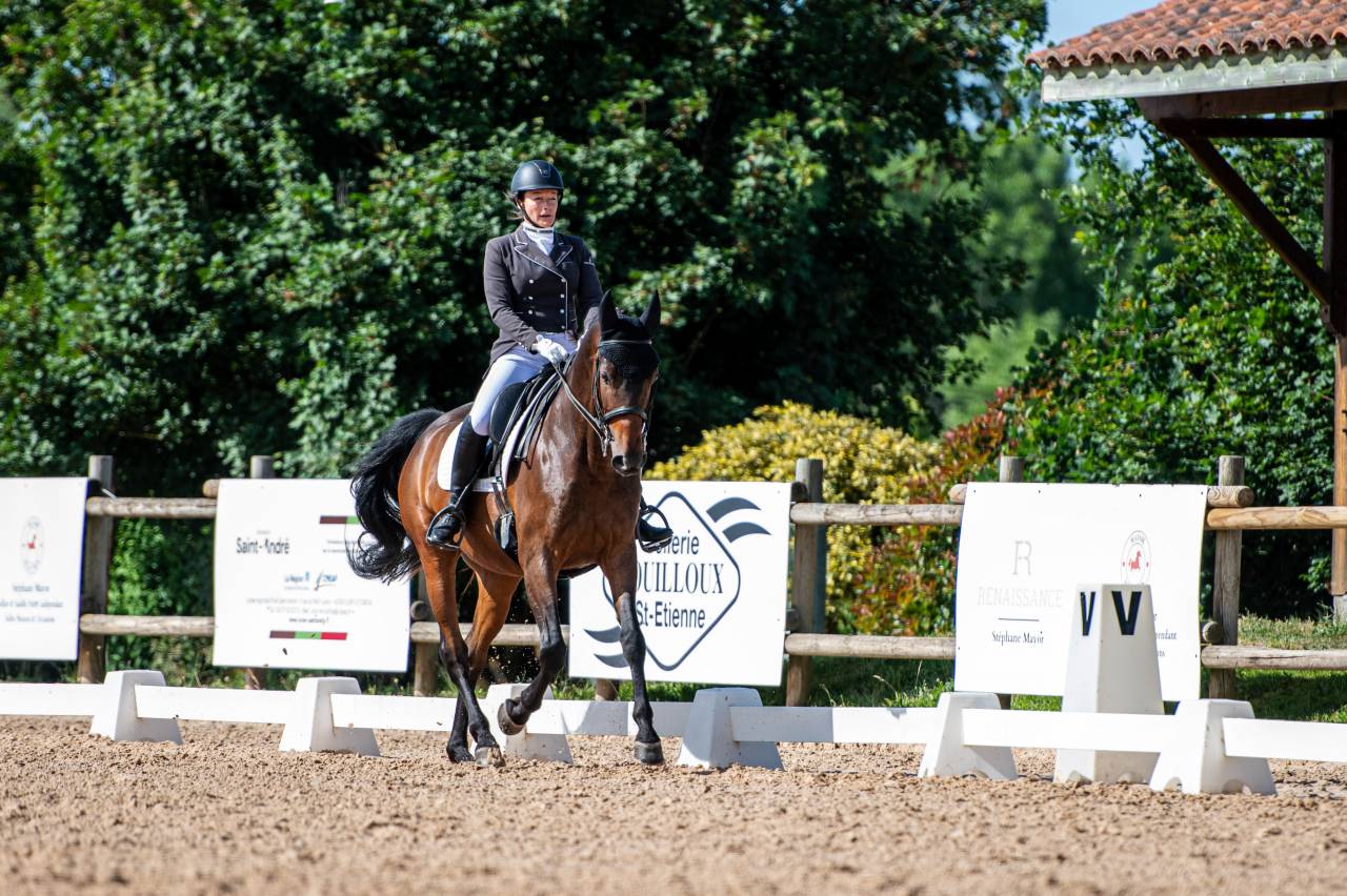 Gelding AES Anglo European Studbook For sale 2017 Bay