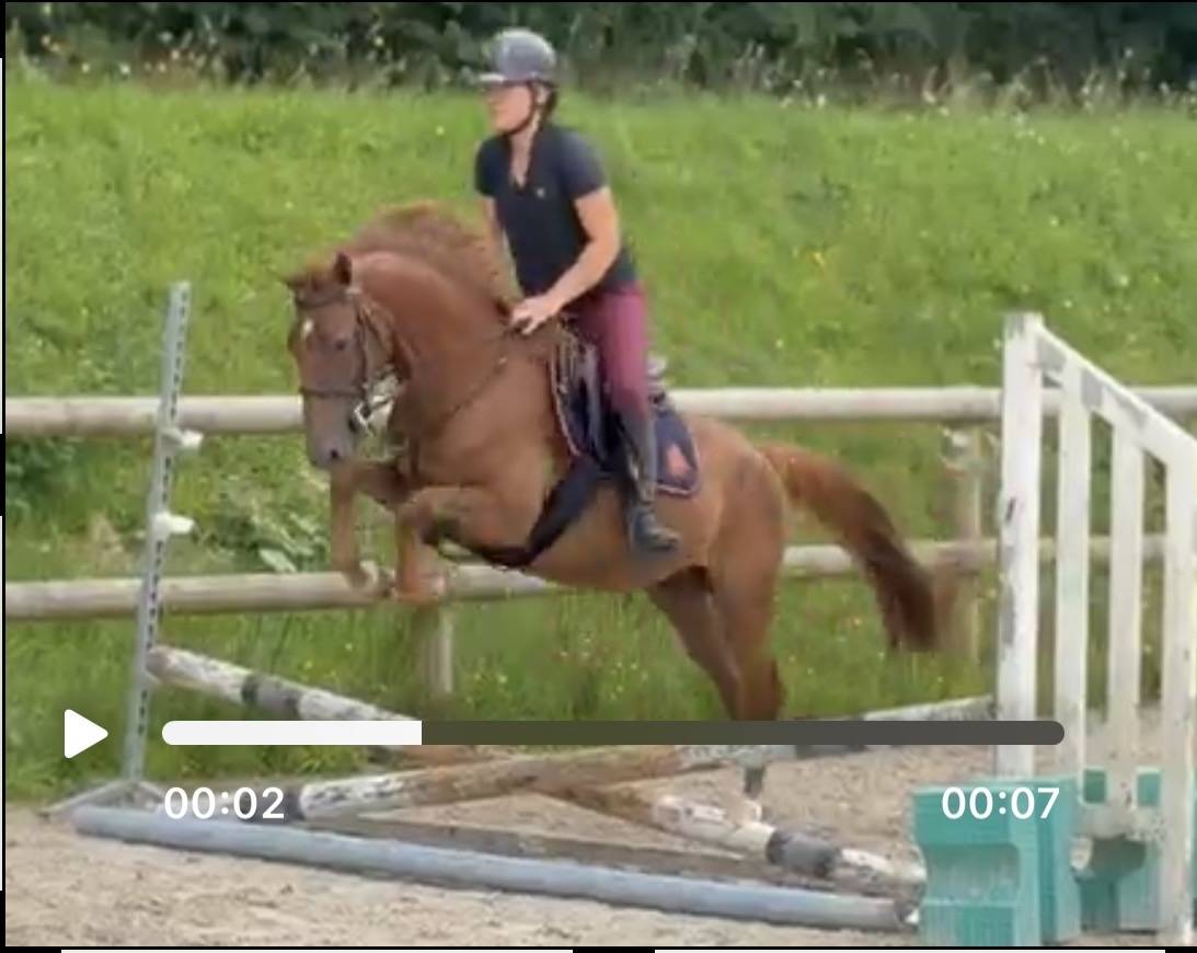 Gelding French Saddle Pony For sale 2022 Chesnut