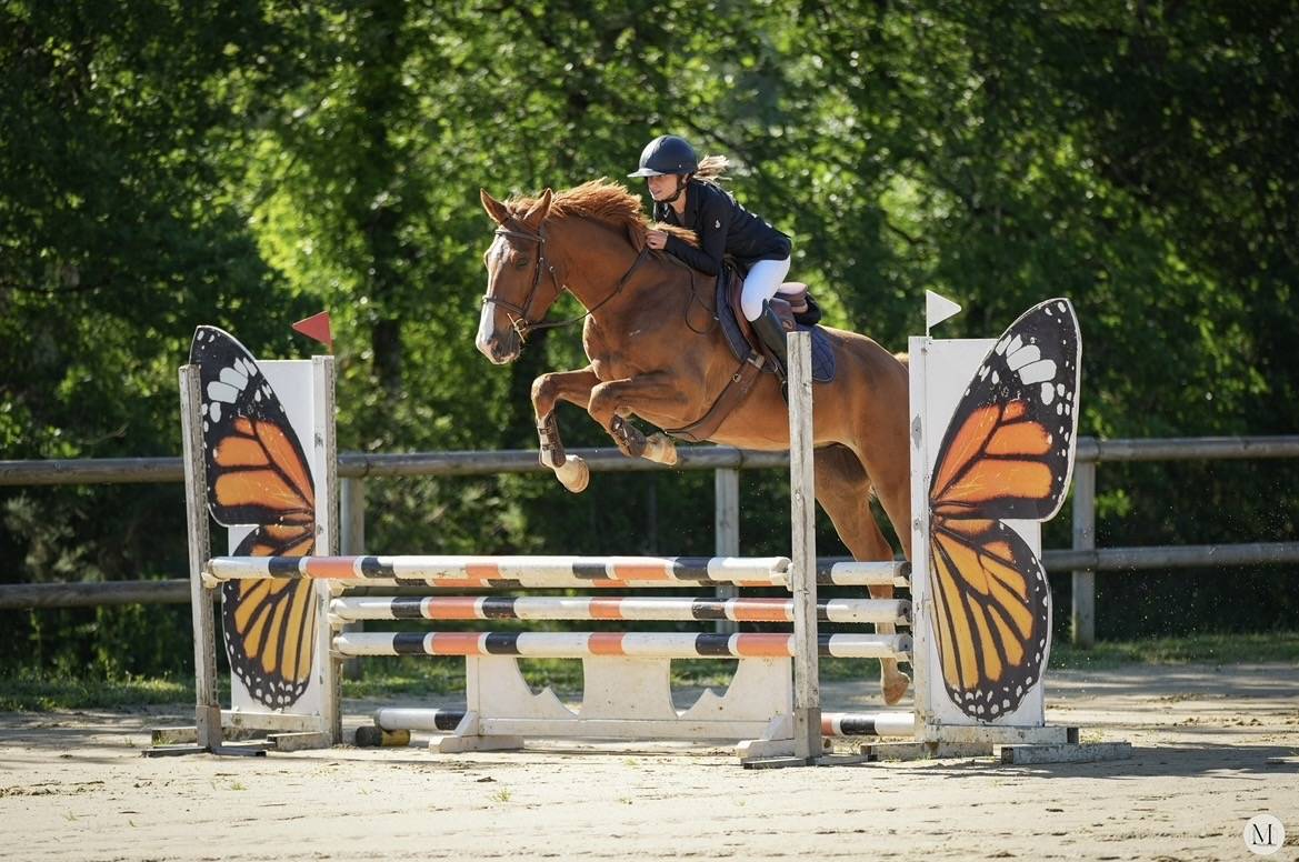 Gelding Selle Fran&ccedil;ais For sale 2021 Chesnut