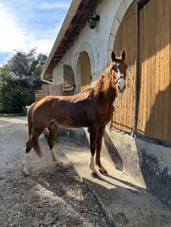 Gelding Selle Fran&ccedil;ais For sale 2021 Chesnut